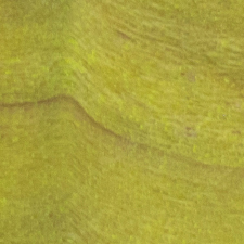 стабилизированный тополь лаймовый