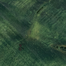 стабилизированный тополь зеленый